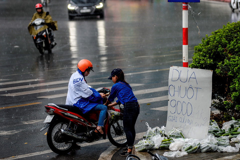 Sinh viên đội mưa giải cứu hàng tấn dưa chuột cho nông dân xứ Nghệ